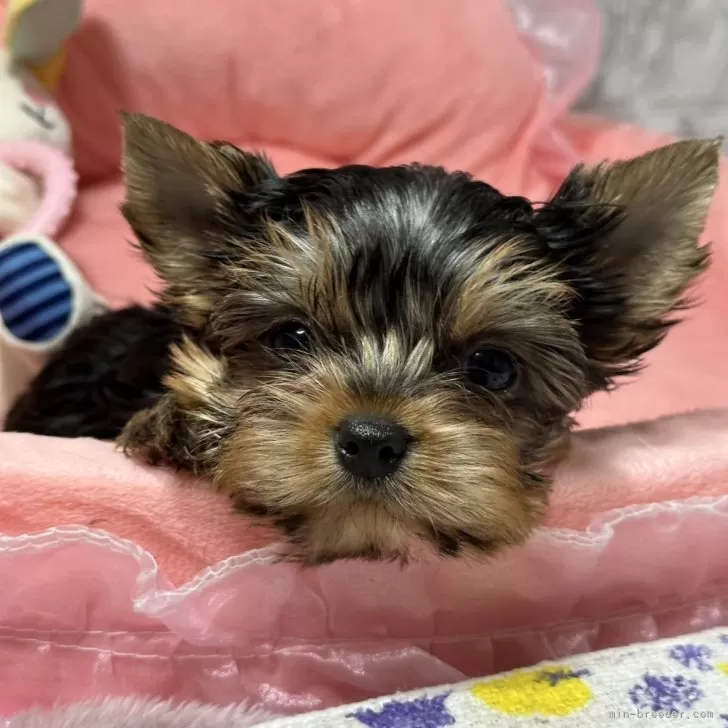 ID:2402-02136の子犬