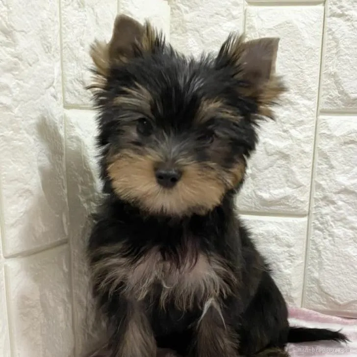 ID：2207-02865の子犬