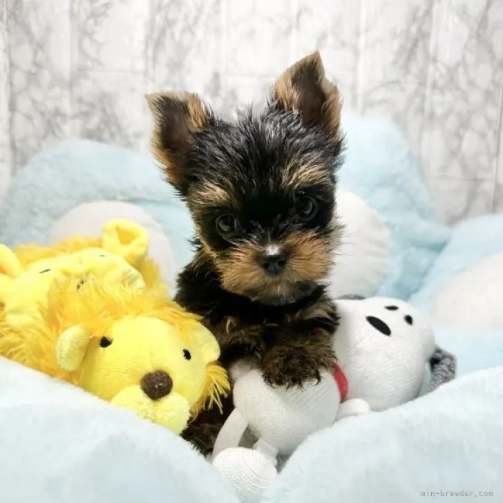 ID：2307-01274の子犬