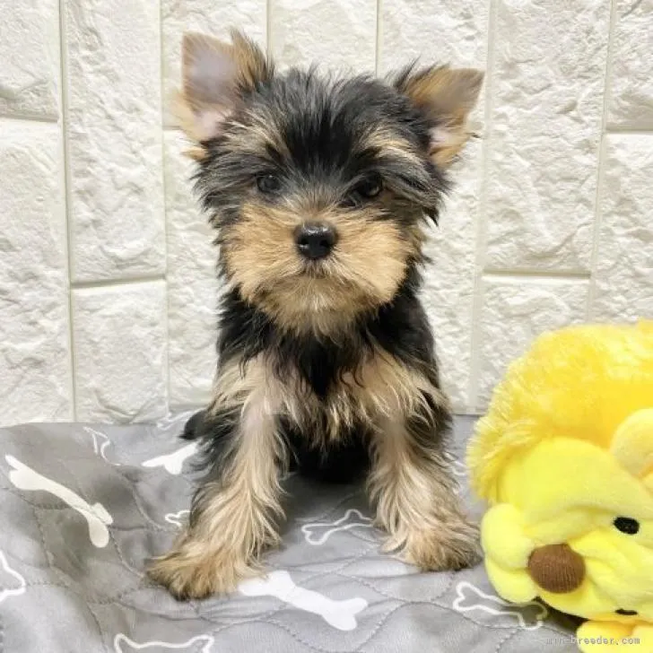ID：2210-04686の子犬