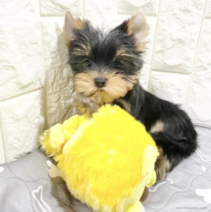 M.O 様のお迎えした子犬