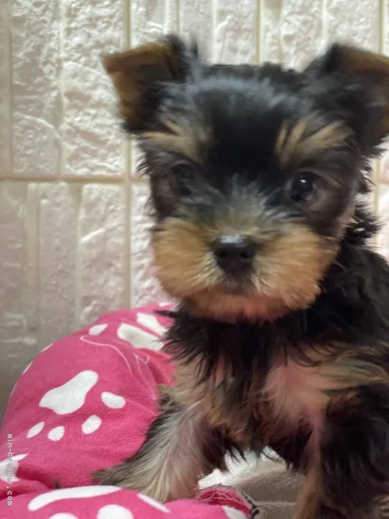 ID：2004-01159の子犬