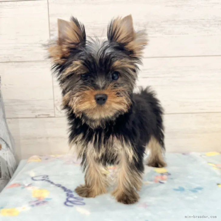 ID：2307-01243の子犬