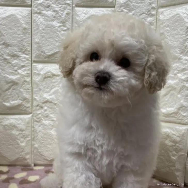 ココ 様のお迎えした子犬