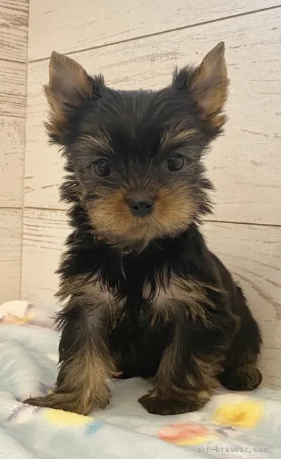 ゆめぞう 様のお迎えした子犬