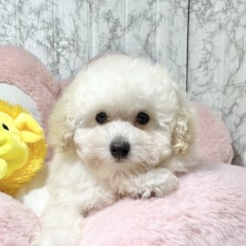 トイプードル(タイニー)【埼玉県・女の子・2023年1月23日・ホワイト】の写真「本物は画像よりずっと可愛い子です。」
