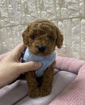 トイプードル(トイ)【埼玉県・男の子・2020年9月16日・レッド】の写真「ひとりっ子で栄養たっぷりコロコロです。」