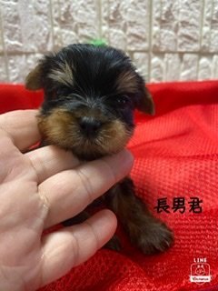 ヨークシャーテリア【埼玉県・男の子・2020年9月7日・スティールブルー&タン】の写真「可愛いお顔の男の子です。」