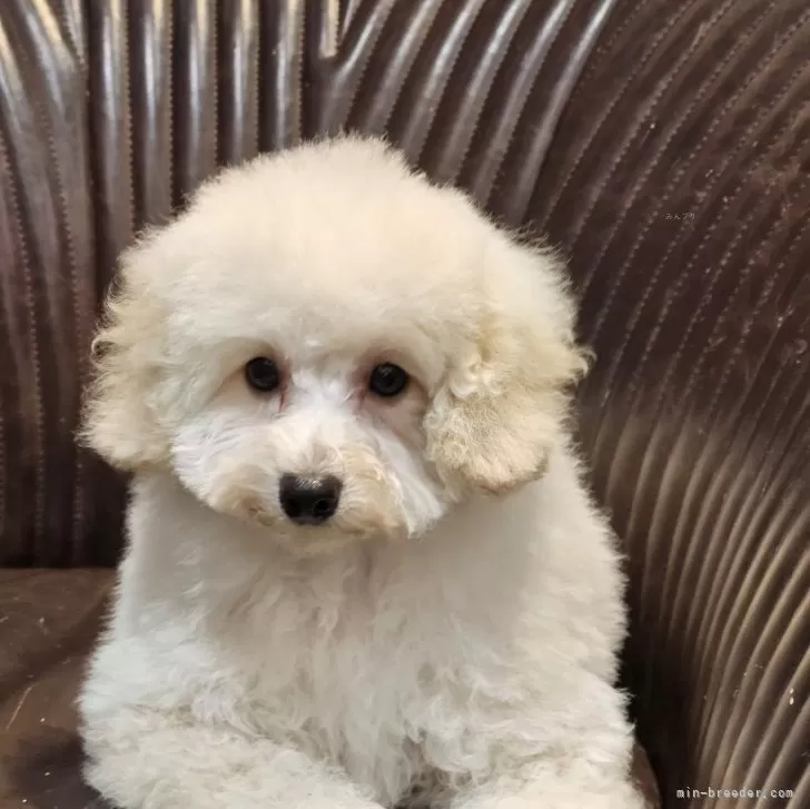 ID：2411-05306の子犬