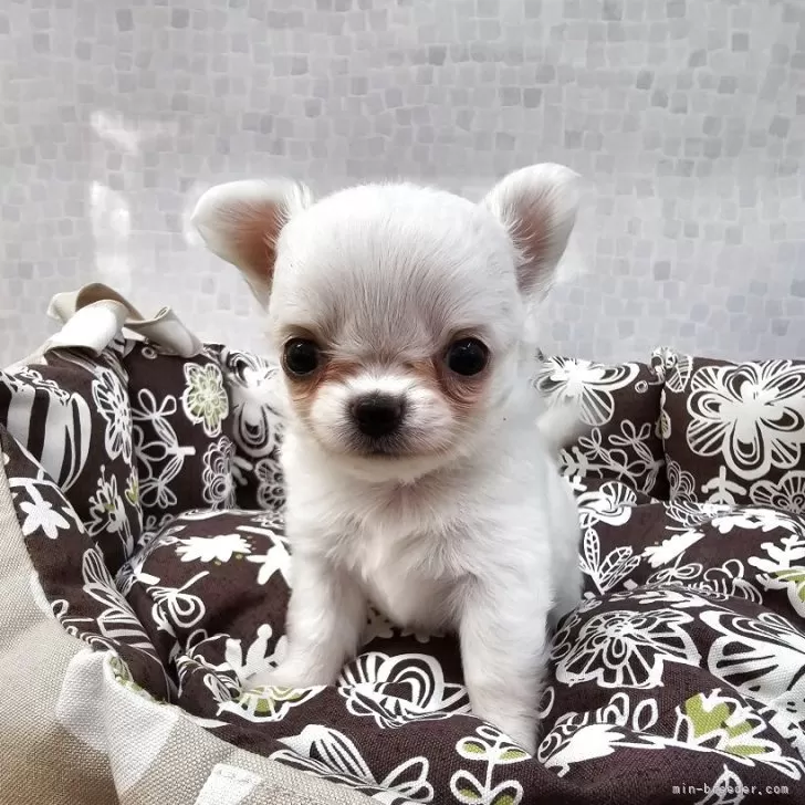 ID:2507-00107の子犬