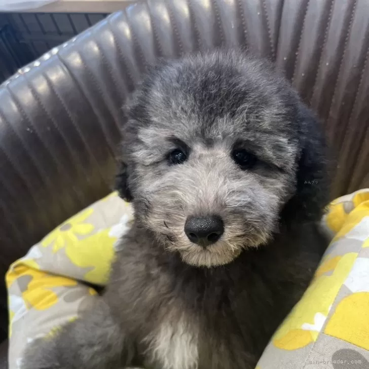 ID：2407-00146の子犬