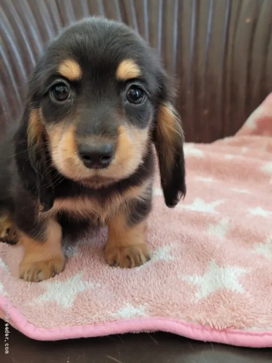 ID：2204-00633の子犬