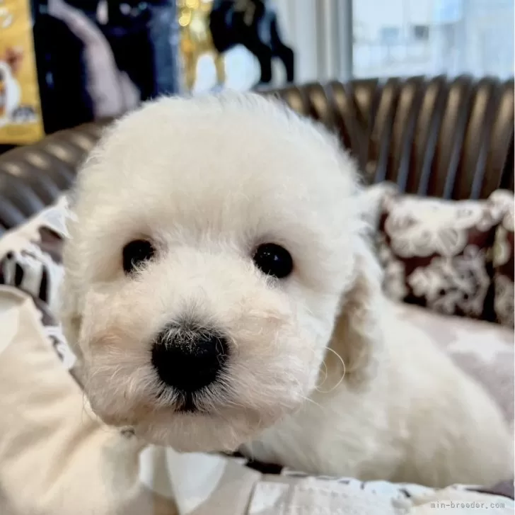 モンブラン 様のお迎えした子犬