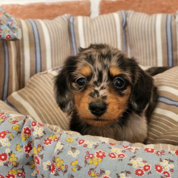 チャッピー 様のお迎えした子犬