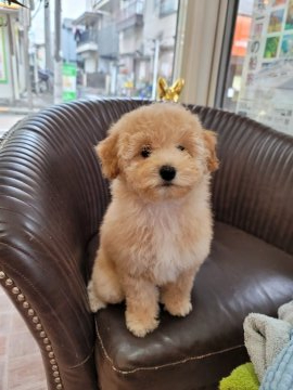 ミニチュアプードル【東京都・女の子・2021年11月12日・アプリコット】の写真「とっても可愛い」