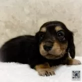 ミニチュアダックスフンド(ロング)【東京都・男の子・2024年6月4日・ブラックイエロー】の写真1