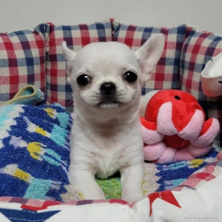 ID：2209-02988の子犬