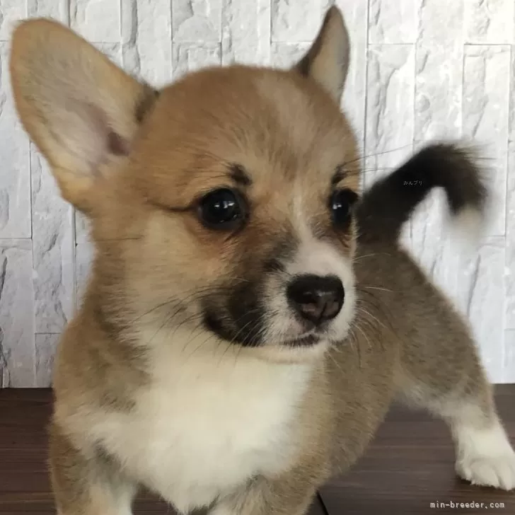 Y.I 様のお迎えした子犬