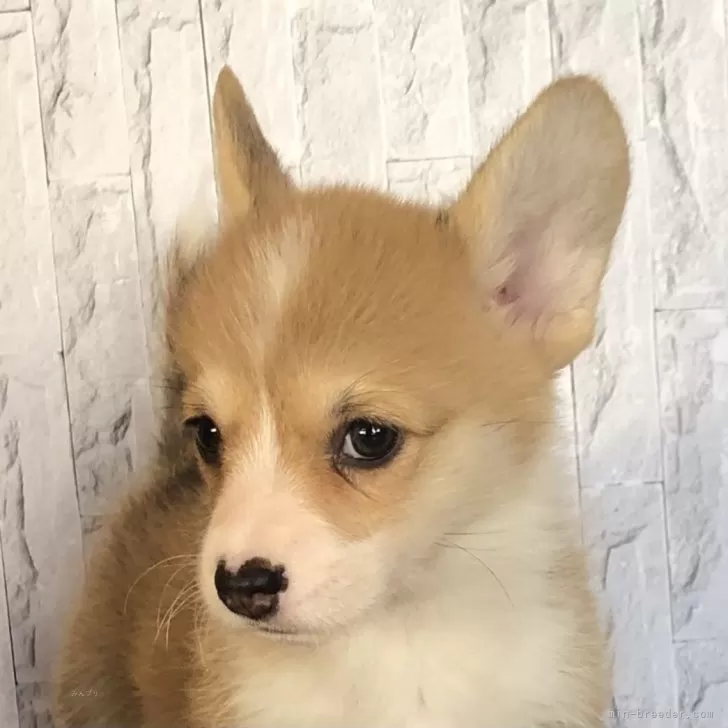 ID:2411-05825の子犬