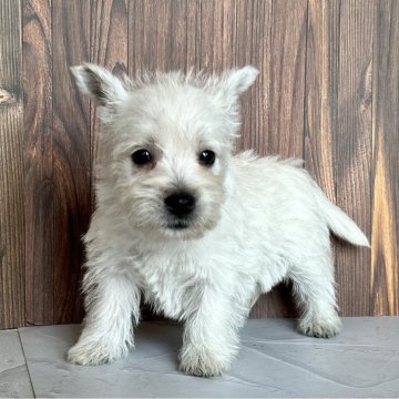 ウエストハイランドホワイトテリア【千葉県・女の子・2025年9月18日・ホワイト】の写真「クリクリお目目が可愛い女の子です。」