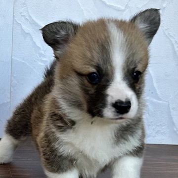 ウェルシュ・コーギー・ペンブローク【千葉県・男の子・2025年11月1日・レッドアンドホワイト】の写真「両親DMクリア 断尾をしていないのでしっぽあり」