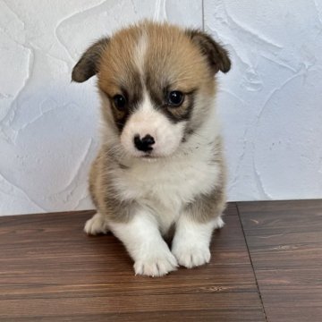 ウェルシュ・コーギー・ペンブローク【千葉県・女の子・2025年11月1日・レッドアンドホワイト】の写真「両親DMクリア 断尾をしていないのでしっぽあり」