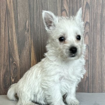 ウエストハイランドホワイトテリア【千葉県・女の子・2025年9月18日・ホワイト】の写真「クリクリお目目が可愛い女の子です。」