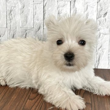 ウエストハイランドホワイトテリア【千葉県・男の子・2025年7月16日・ホワイト】の写真「ふんわり優しい顔立ちの男の子です。」