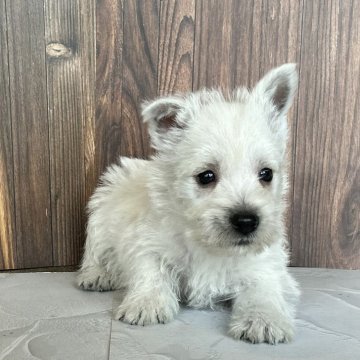 ウエストハイランドホワイトテリア【千葉県・男の子・2025年9月18日・ホワイト】の写真「ふんわり優しい顔立ちの男の子です。」