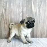 パグ