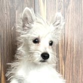 ウエストハイランドホワイトテリア