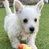 ウエストハイランドホワイトテリア