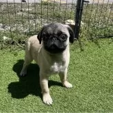 パグ