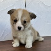 ウェルシュ・コーギー・ペンブローク