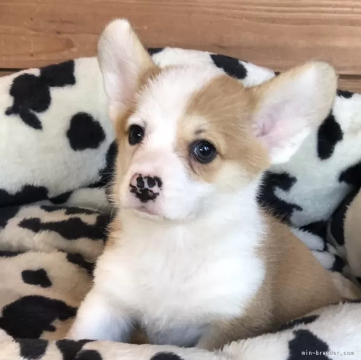 ID：2407-05938の子犬