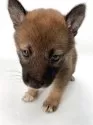柴犬(標準サイズ)【千葉県・男の子・2025年9月5日・赤】の写真12