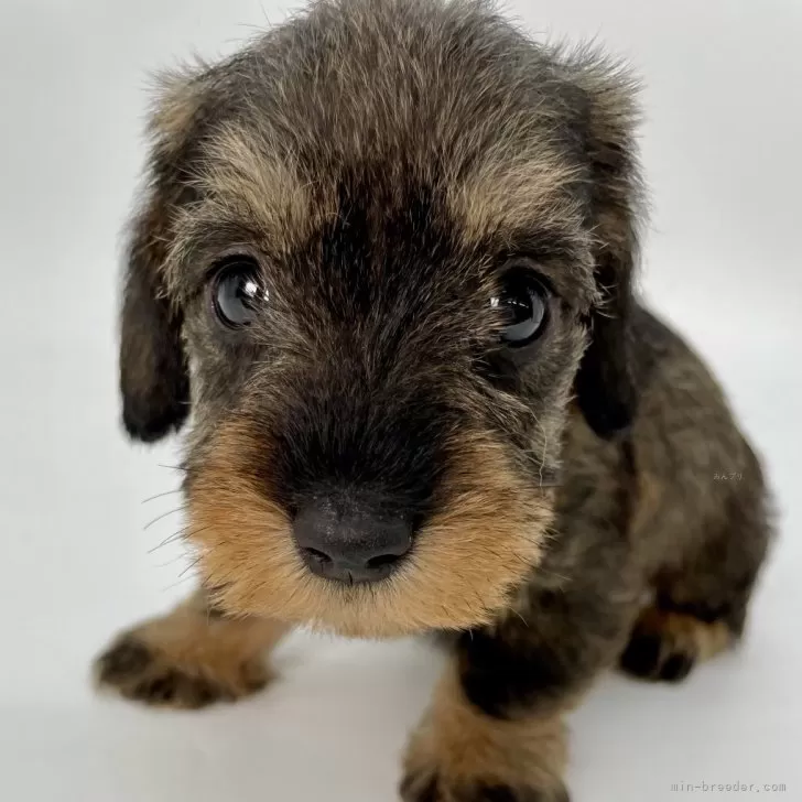 ID：2411-01823の子犬