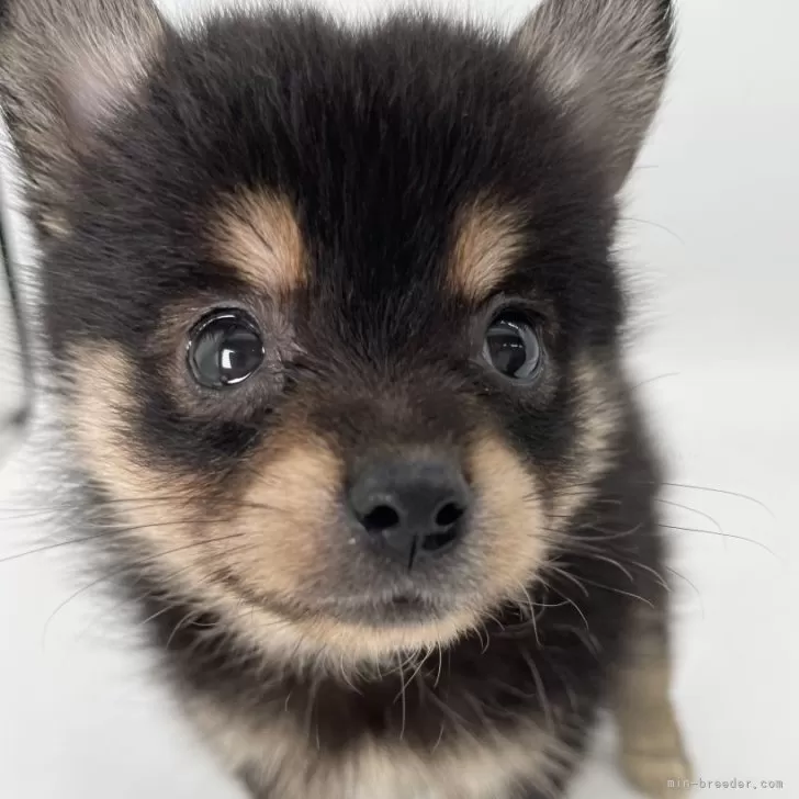 ID:2411-07224の子犬