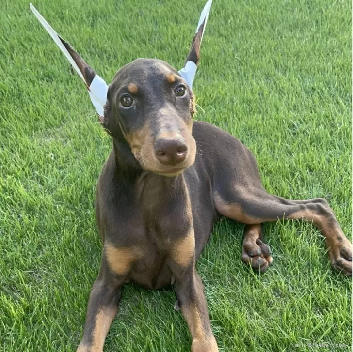 ドーベルマン【千葉県・男の子・2025年6月7日・チョコレート&amp;タン】の写真1