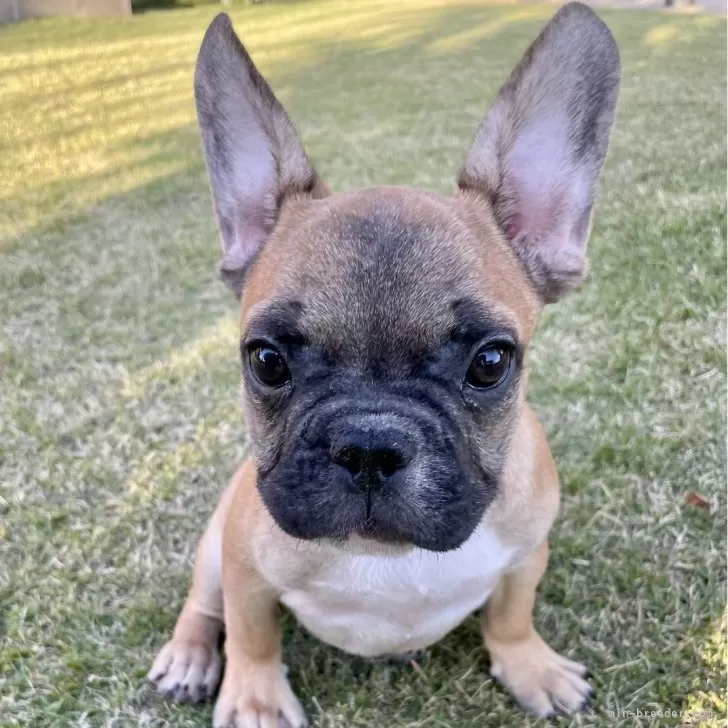 K.T 様のお迎えした子犬