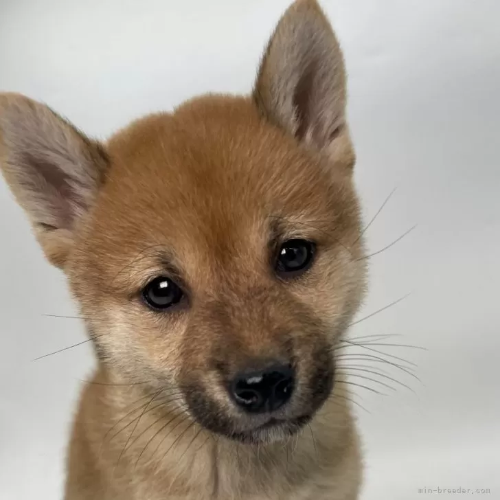 ID:2411-05718の子犬