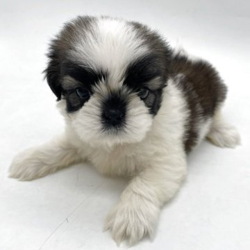 シーズー【千葉県・男の子・2025年8月2日・ホワイト&ゴールド】の写真「穏やかで癒し系の家族ワンコ🌸」