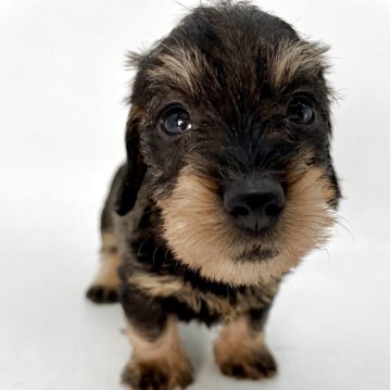 ミニチュアダックスフンド(ワイアー)【千葉県・男の子・2025年10月24日・ワイルドボア】の写真「元気いっぱいで人懐っこく、家族の良きパートナー❤」