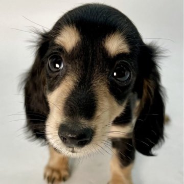 ミニチュアダックスフンド(ロング)【千葉県・女の子・2025年8月29日・ブラック&イエロー】の写真「おっとり女子★」