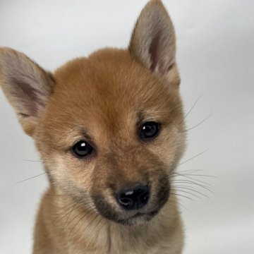 柴犬(標準サイズ)【千葉県・女の子・2024年10月3日・赤】の写真「小さめサイズの柴犬兄弟⭐️」