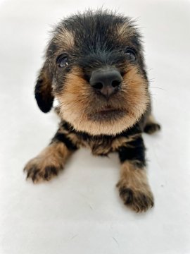 ミニチュアダックスフンド(ワイアー)【千葉県・男の子・2025年10月24日・ワイルドボア】の写真「元気いっぱいで人懐っこく、家族の良きパートナー❤」