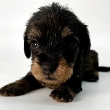 ミニチュアダックスフンド(ワイアー)【千葉県・女の子・2025年10月24日・ワイルドボア】の写真「元気いっぱいで人懐っこく、家族の良きパートナー❤」