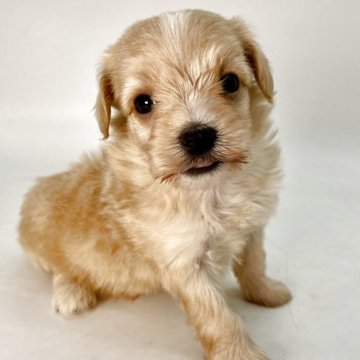 マルプー(トイプードル×マルチーズ)【千葉県・女の子・2025年9月19日・アプリコット】の写真「ふわもこハーフ犬❤額に可愛いワンポイント」