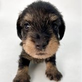 ミニチュアダックスフンド(ワイアー)