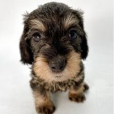 ミニチュアダックスフンド(ワイアー)